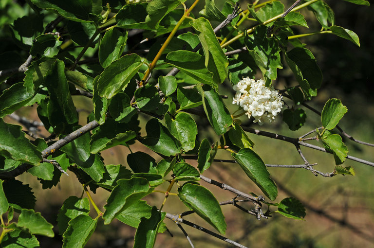 Sivun Viburnum ellipticum Hook. kuva