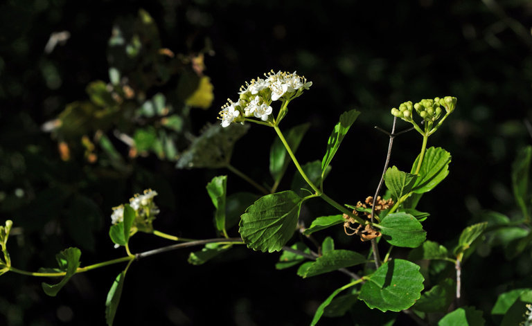 Image of common viburnum