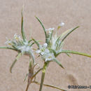 Image of Harwood's woollystar