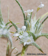 Image de Eriastrum harwoodii (T. T. Craig) D. Gowen