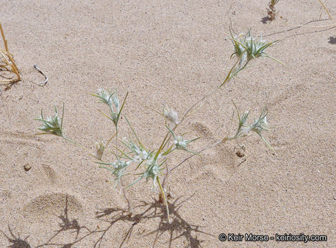 Image of Harwood's woollystar