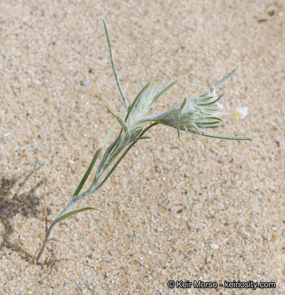 Image de Eriastrum harwoodii (T. T. Craig) D. Gowen