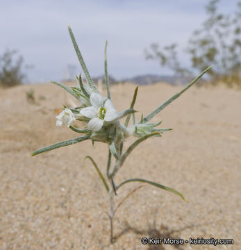 Image of Harwood's woollystar