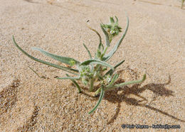 Слика од <i>Cryptantha costata</i>