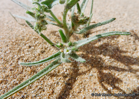 Слика од <i>Cryptantha costata</i>