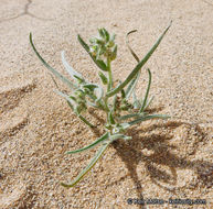 Слика од <i>Cryptantha costata</i>