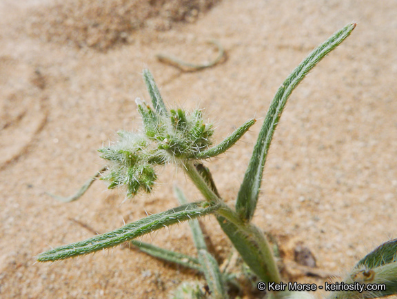 Слика од <i>Cryptantha costata</i>