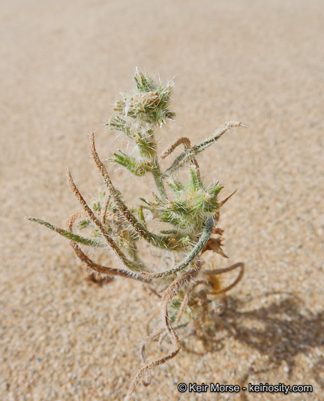 Слика од <i>Cryptantha costata</i>