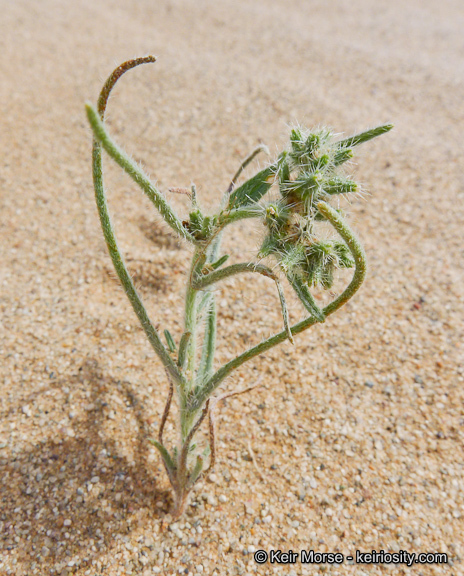 Слика од <i>Cryptantha costata</i>