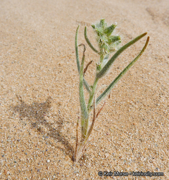 Слика од <i>Cryptantha costata</i>