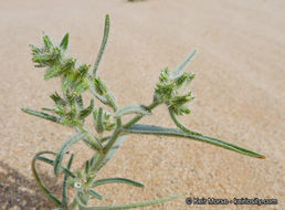 Слика од <i>Cryptantha costata</i>