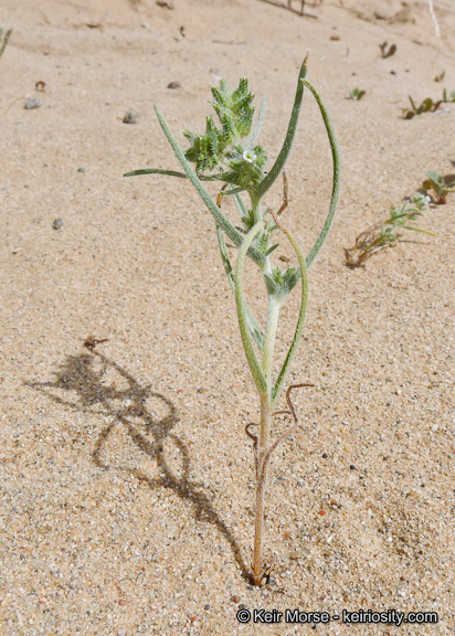 Слика од <i>Cryptantha costata</i>