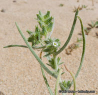 Слика од <i>Cryptantha costata</i>