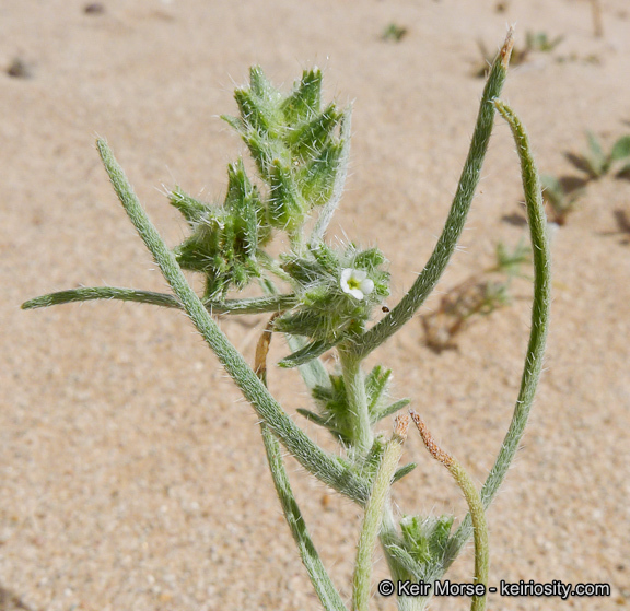 Слика од <i>Cryptantha costata</i>