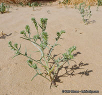 Слика од <i>Cryptantha costata</i>