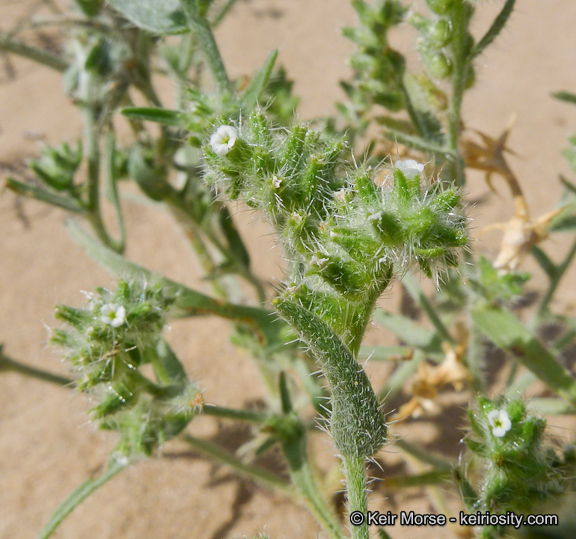 Слика од <i>Cryptantha costata</i>