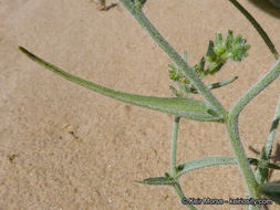 Слика од <i>Cryptantha costata</i>