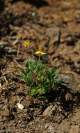 Image of bristly linanthus