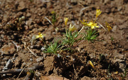 Image of bristly linanthus