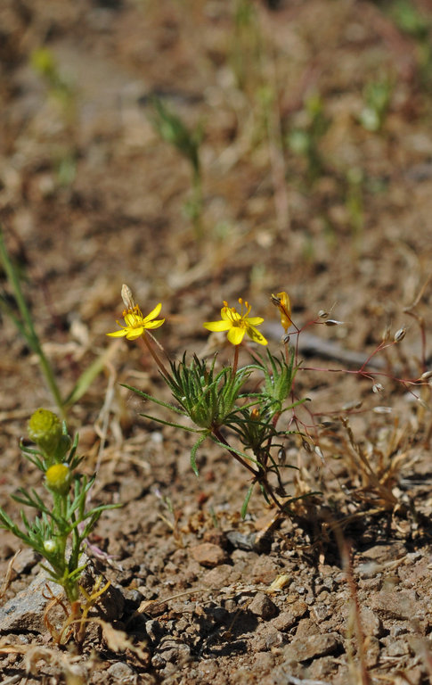 Image of bristly linanthus