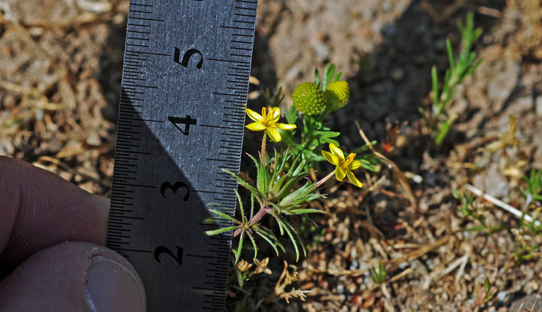 Image of bristly linanthus