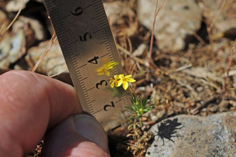 Image of bristly linanthus