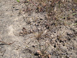 Слика од Agrostis lacuna-vernalis P. M. Peterson & Soreng