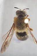 Image of Protoxaea Cockerell & Porter 1899
