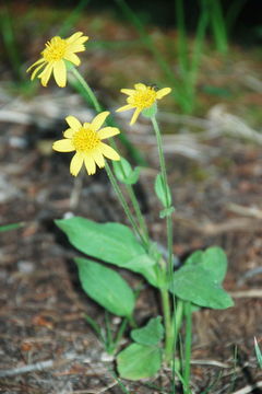 Image of hairy arnica