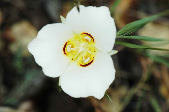 Image de Calochortus nuttallii Torr.