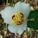 Image of sego lily