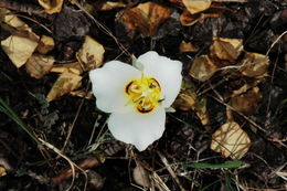 Image of sego lily