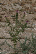 Image of Navajo spinach