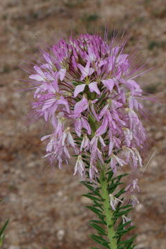 Image of Navajo spinach