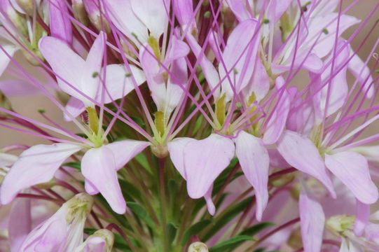 Image of <i>Cleome serrulata</i>