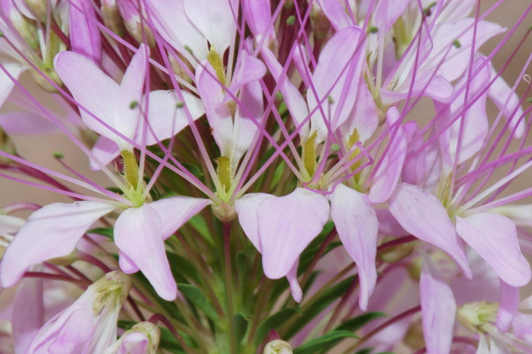 Image of Navajo spinach