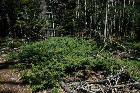 Image of Common Juniper