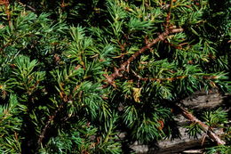 Imagem de Juniperus communis L.