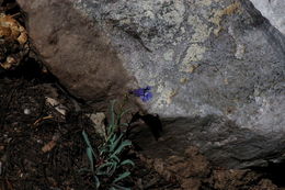 Image of smoothleaf beardtongue