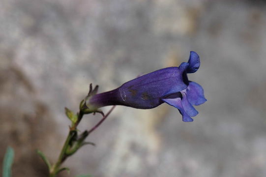 Image of smoothleaf beardtongue