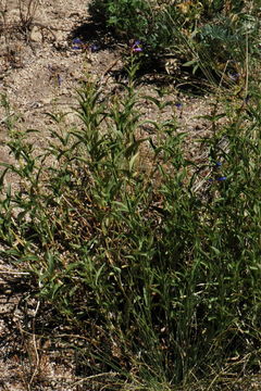 Image of Watson's penstemon