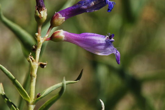 Image of Watson's penstemon