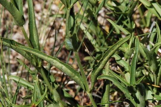 Image of Watson's penstemon