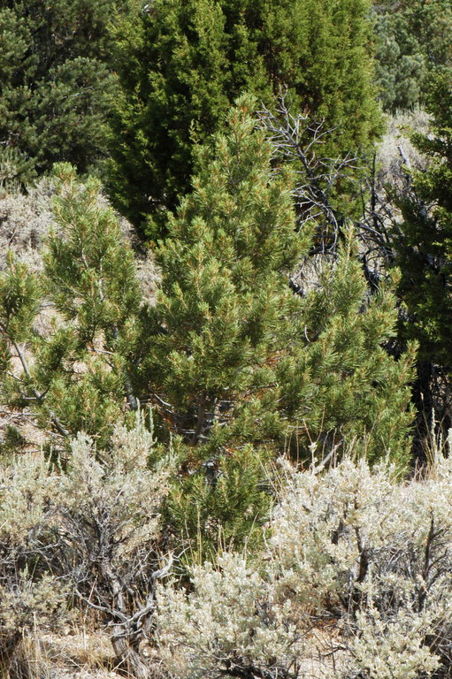 Image of Colorado Pinyon