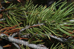 Image de Pinus edulis Engelm.