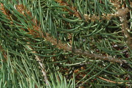 Image of singleleaf pinyon