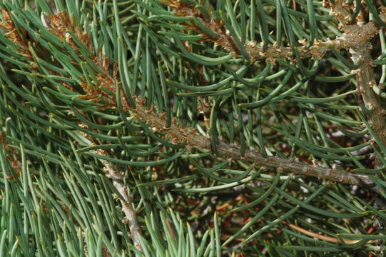 Image of singleleaf pinyon