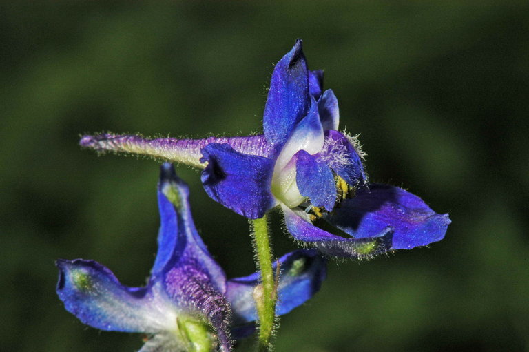 Image of twolobe larkspur