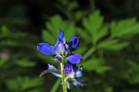 Image of twolobe larkspur