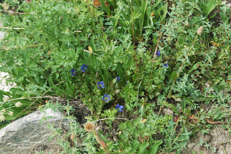 Image of Bog Gentian